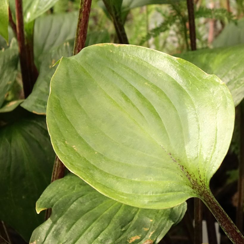 Hosta Gooseberry Sundae - Garten-Funkie (Foliage)