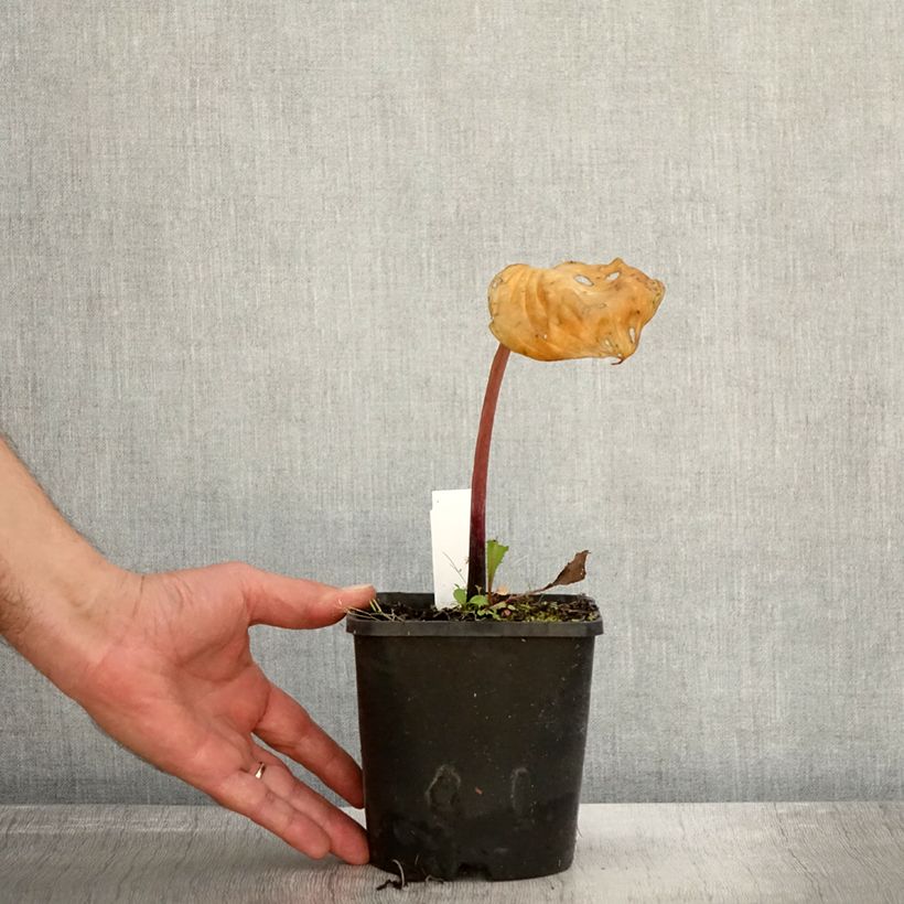 Example of Hosta Gooseberry Sundae - Garten-Funkie Topf mit 1,5L/2L as you get in automne