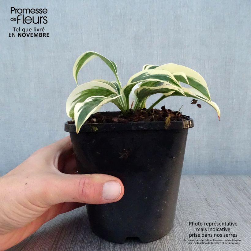 Example of Hosta Great Escape - Garten-Funkie Topf mit 1,5L/2L as you get in automne