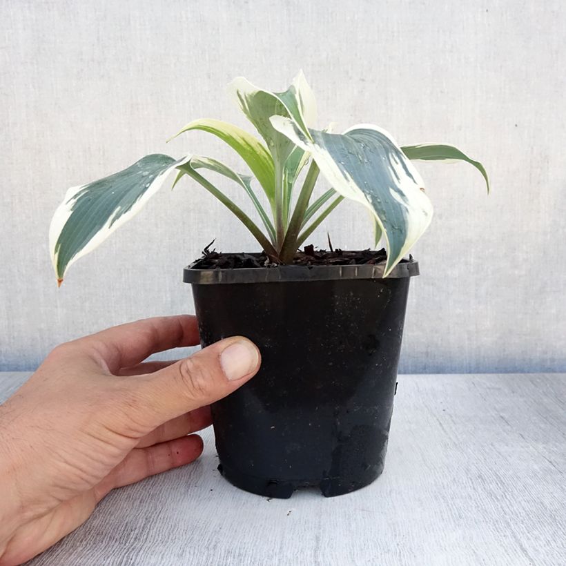 Exemplar von Hosta Great Escape - Garten-Funkie Topf mit 1,5L/2L wie im Sommer geliefert