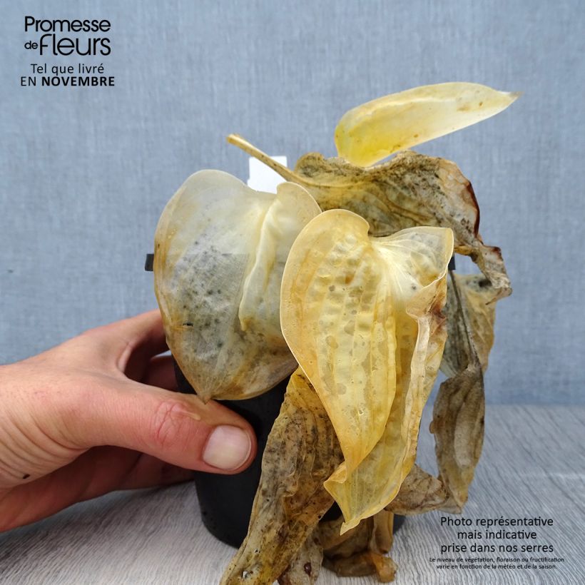 Example of Hosta Great Expectations - Garten-Funkie Topf mit 1,5L/2L as you get in automne