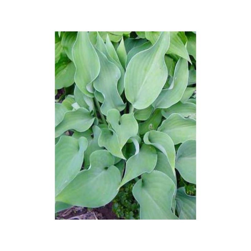 Hosta Grey Beauty - Garten-Funkie (Foliage)