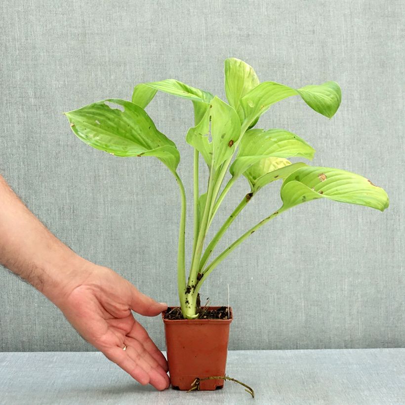 Exemplar von Hosta Guacamole - Garten-Funkie Kleine Töpfe von 8/9 cm wie im Sommer geliefert