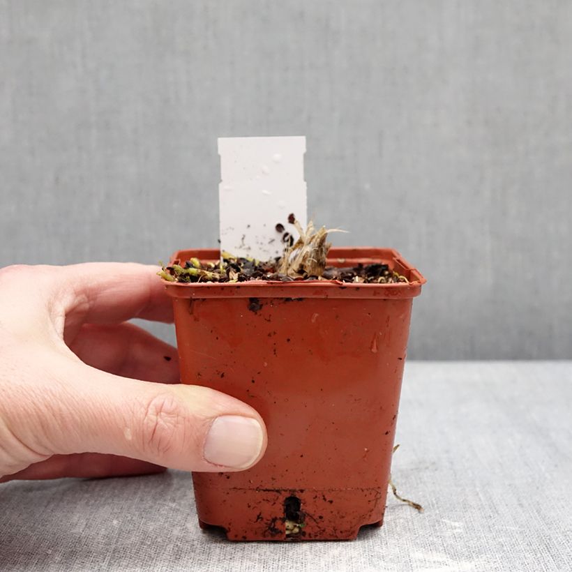 Exemplar von Hosta Guacamole - Garten-Funkie Kleine Töpfe von 8/9 cm wie im Winter geliefert