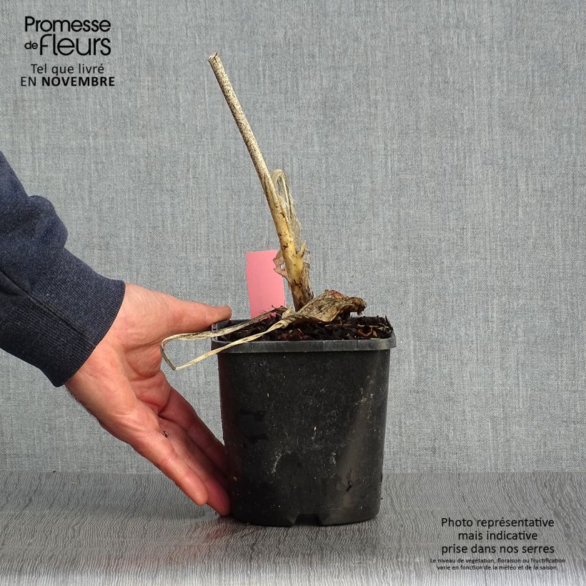 Example of Hosta Guacamole - Garten-Funkie Topf mit 1,5L/2L as you get in automne