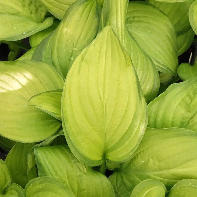 Hosta Guacamole - Garten-Funkie (Foliage)