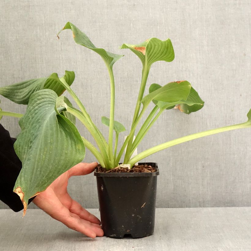 Exemplar von Hosta Guardian Angel - Garten-Funkie Topf mit 1,5L/2L wie im Herbst geliefert