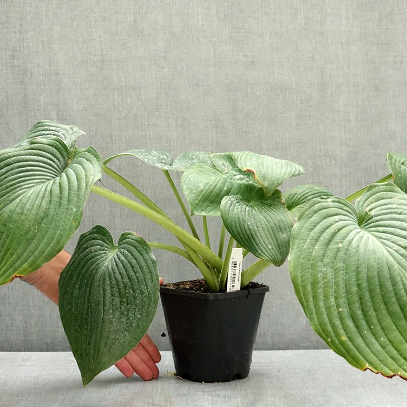 Exemplar von Hosta Guardian Angel Pot de 1,5L/2L wie im Sommer geliefert