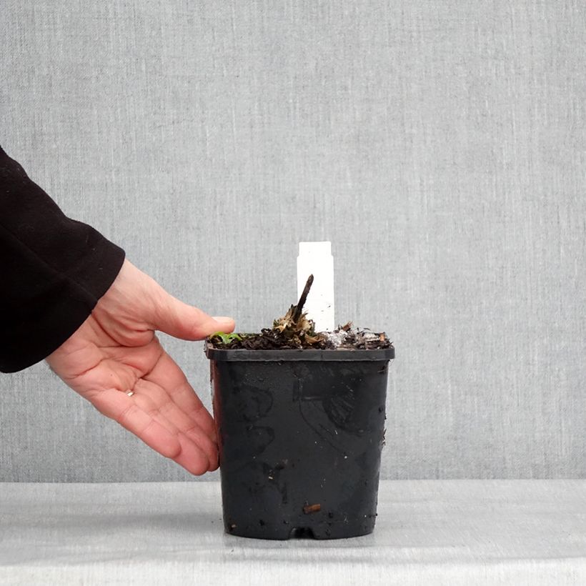 Example of Hosta Guardian Angel - Garten-Funkie Topf mit 1,5L/2L as you get in hiver