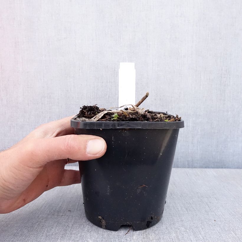 Exemplar von Hosta Guardian Angel - Garten-Funkie Topf mit 1,5L/2L wie im Frühjahr geliefert