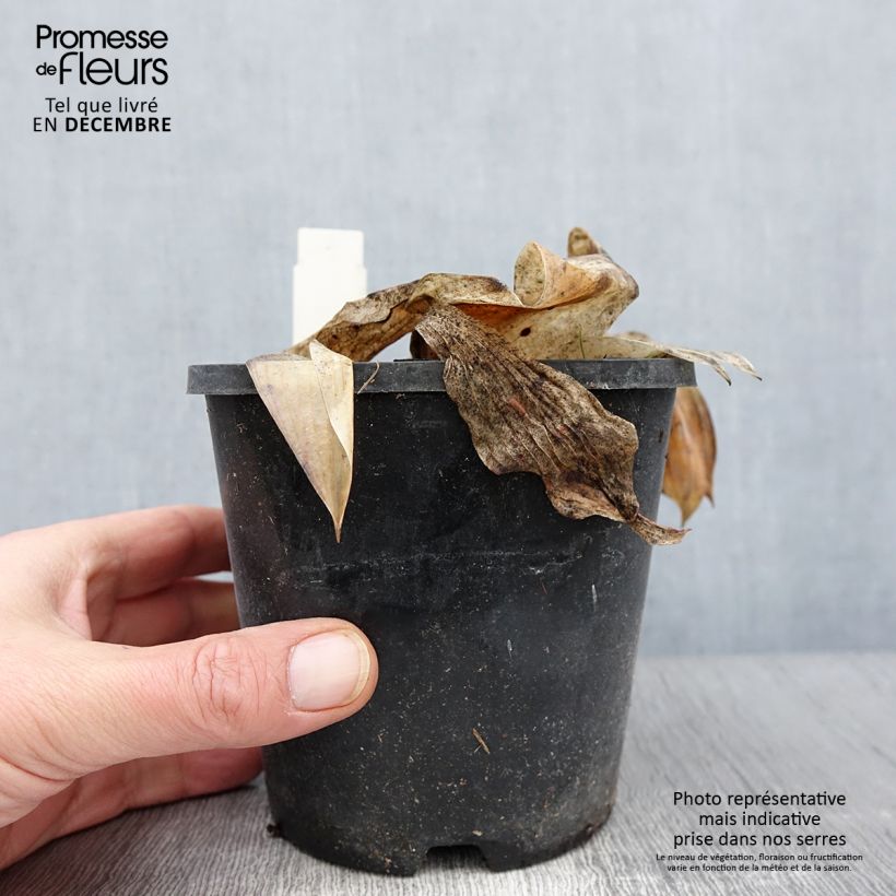 Example of Hosta tardiana Halcyon - Garten-Funkie Topf mit 1,5L/2L as you get in automne