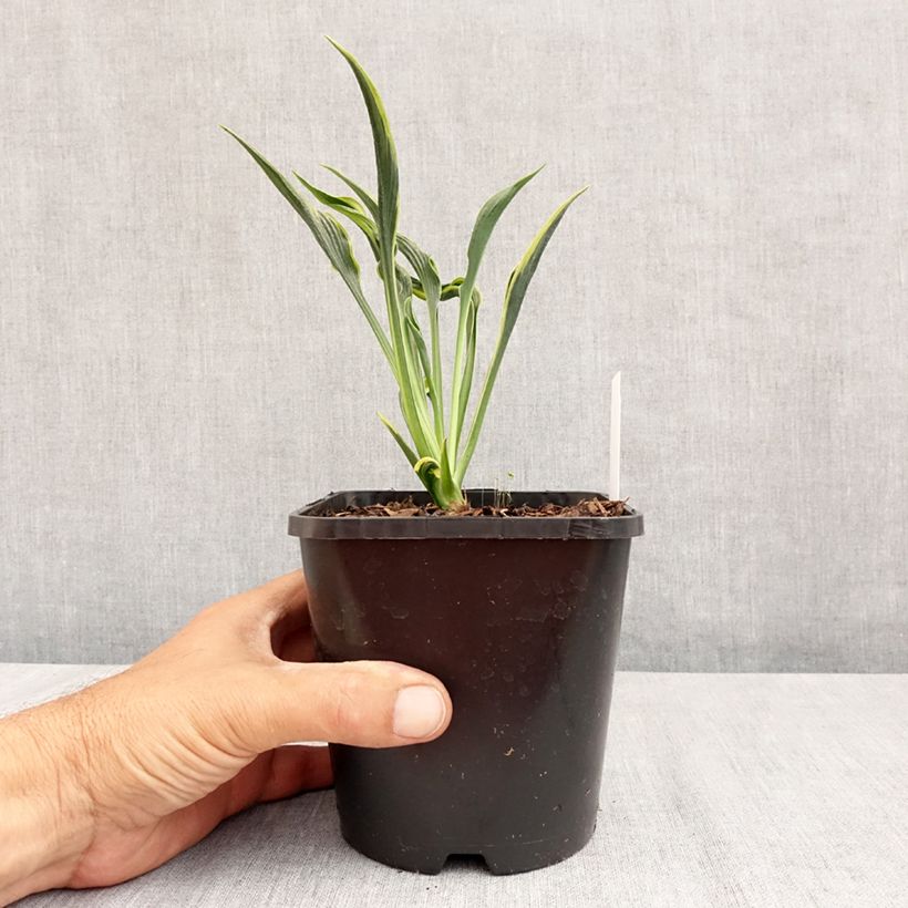 Example of Hosta Hands Up - Garten-Funkie Topf mit 1,5L/2L as you get in ete