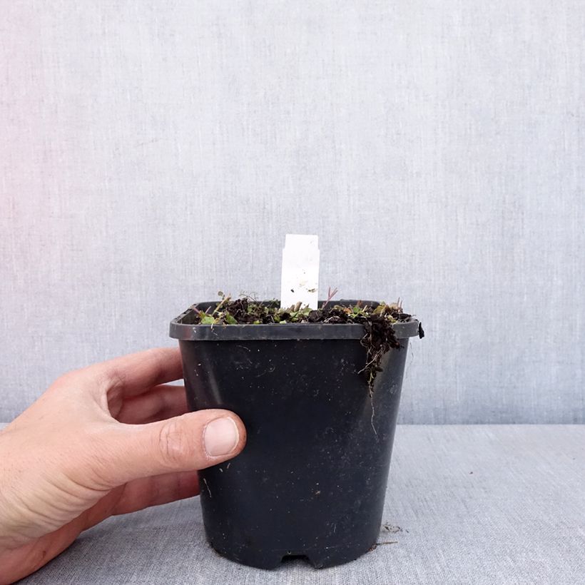 Exemplar von Hosta Hands Up - Garten-Funkie Topf mit 1,5L/2L wie im Frühjahr geliefert