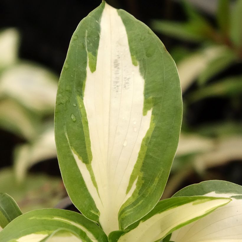 Hosta Hans - Garten-Funkie (Foliage)