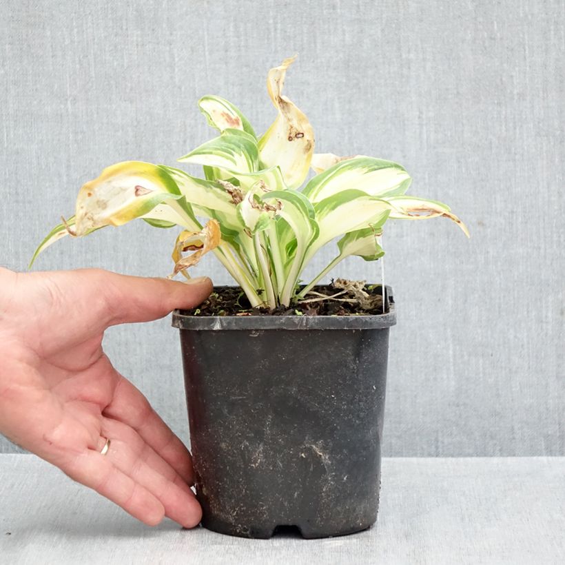 Exemplar von Hosta Hans - Garten-Funkie Topf mit 1,5L/2L wie im Herbst geliefert