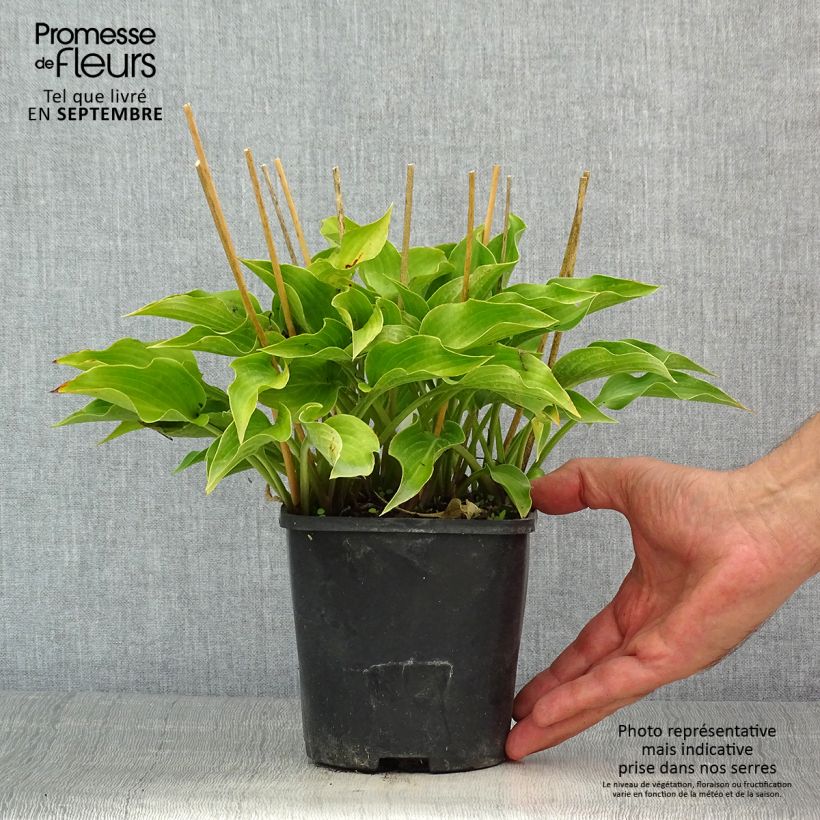 Example of Hosta Harry Van Trier - Garten-Funkie Topf mit 1,5L/2L as you get in ete