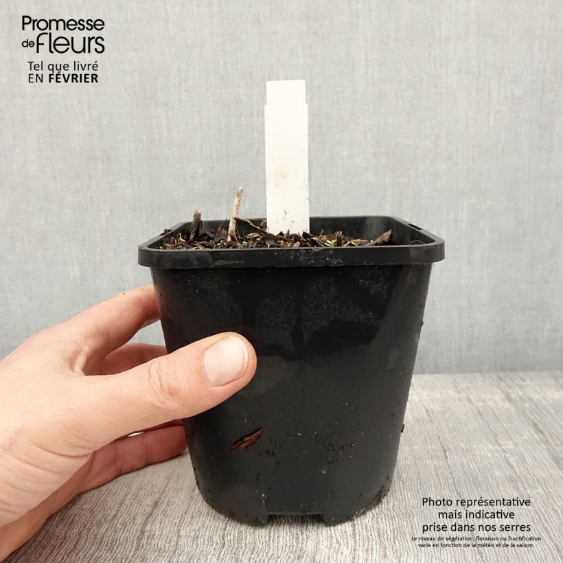 Exemplar von Hosta Harry Van Trier - Garten-Funkie Topf mit 1,5L/2L wie im Winter geliefert