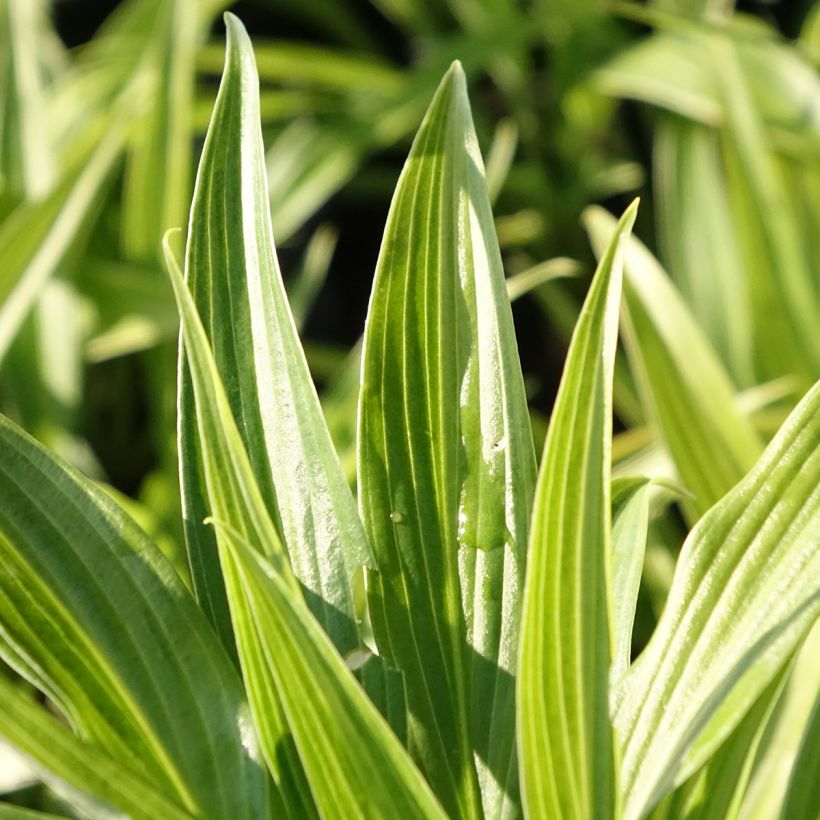 Hosta Hyuga Urajiro - Garten-Funkie (Foliage)