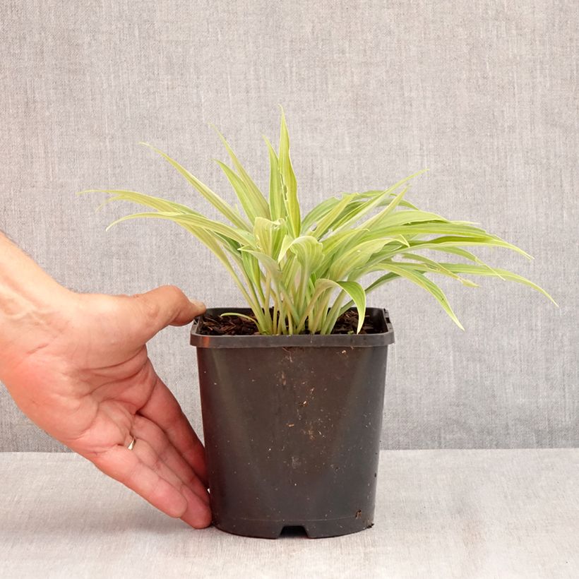 Example of Hosta Hyuga Urajiro - Garten-Funkie Topf mit 1,5L/2L as you get in ete