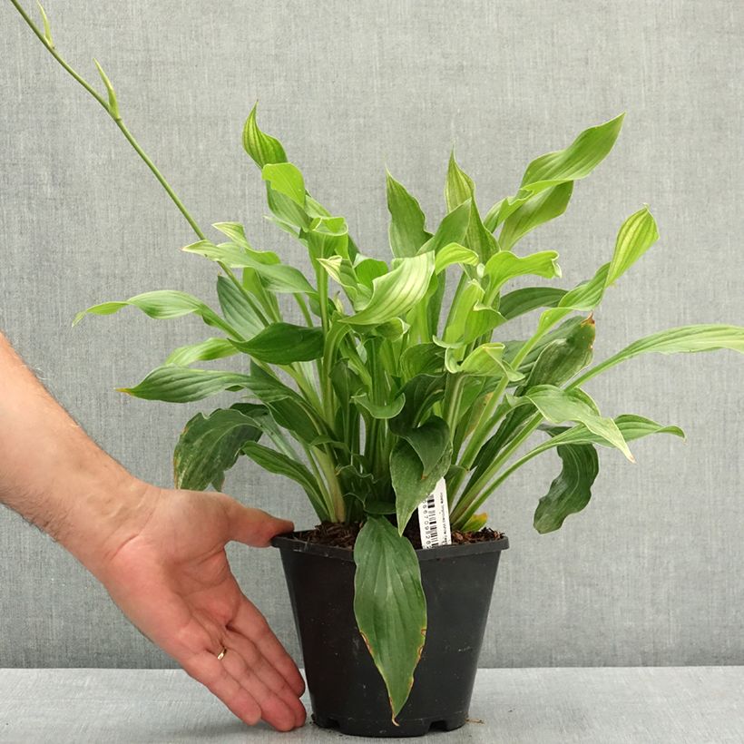 Exemplar von Hosta Improved White Feather Pot de 1,5L/2L wie im Sommer geliefert