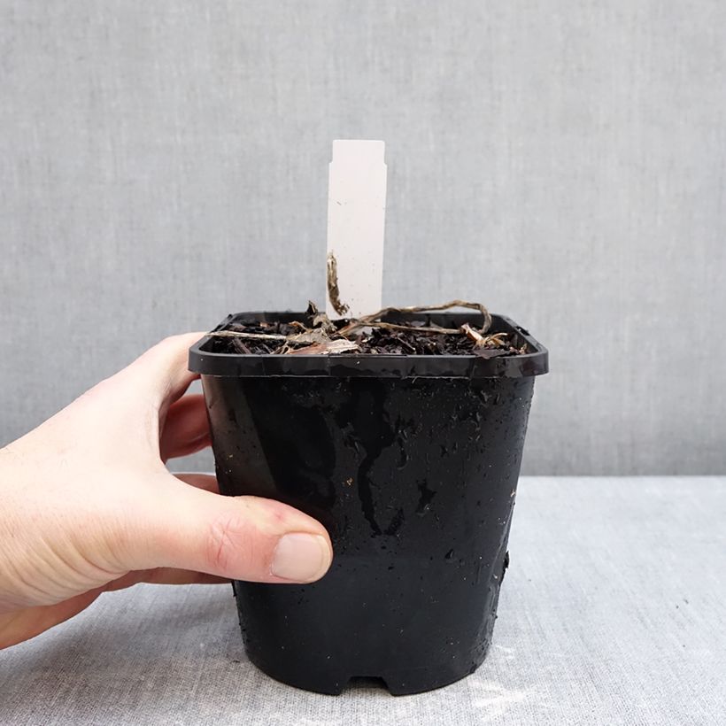 Exemplar von Hosta Improved White Feather - Garten-Funkie Topf mit 1,5L/2L wie im Winter geliefert