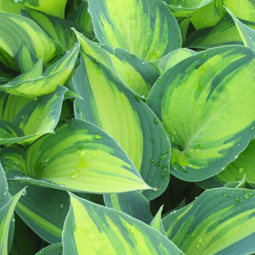 Hosta tardiana June - Garten-Funkie (Foliage)