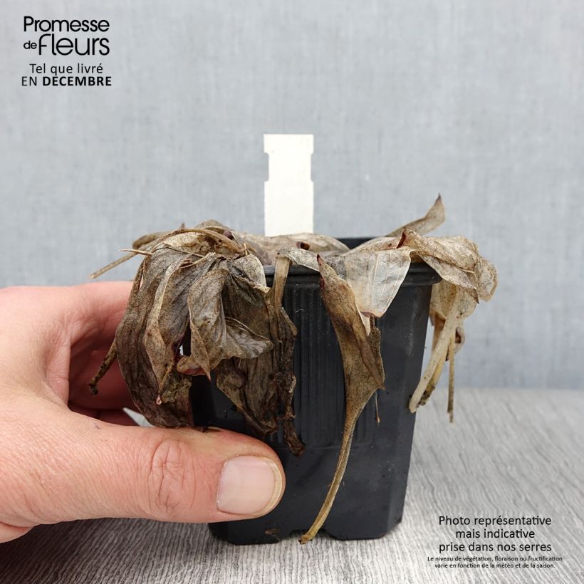 Example of Hosta tardiana June - Garten-Funkie Kleine Töpfe von 8/9 cm as you get in automne