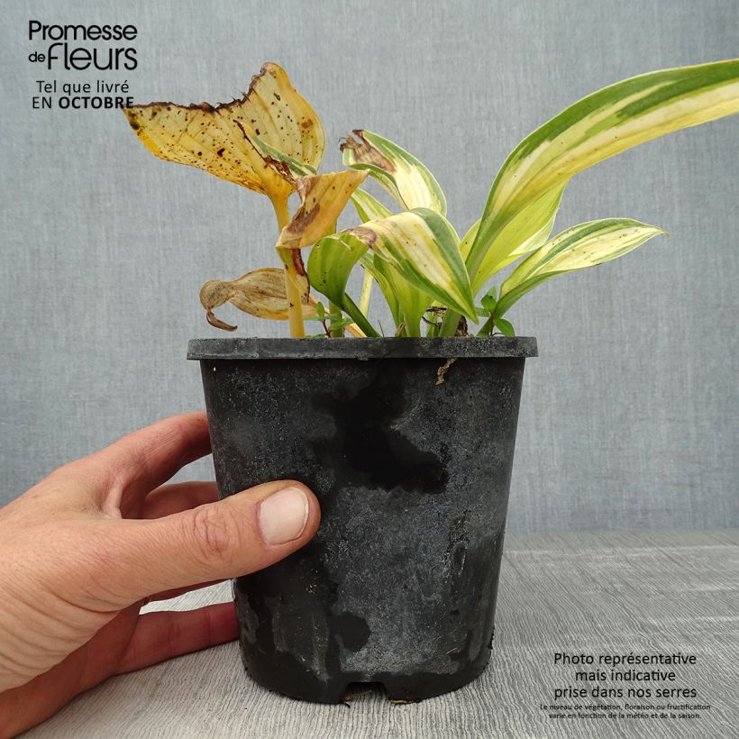 Example of Hosta tardiana June - Garten-Funkie Topf mit 1,5L/2L as you get in automne