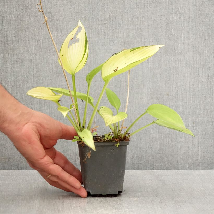 Exemplar von Hosta tardiana June Fever - Garten-Funkie Kleine Töpfe von 8/9 cm wie im Herbst geliefert