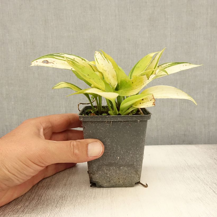 Example of Hosta tardiana June Fever - Garten-Funkie Kleine Töpfe von 8/9 cm as you get in ete