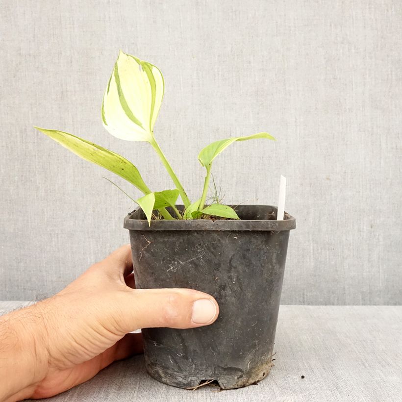 Exemplar von Hosta tardiana June Fever - Garten-Funkie Topf mit 1,5L/2L wie im Herbst geliefert