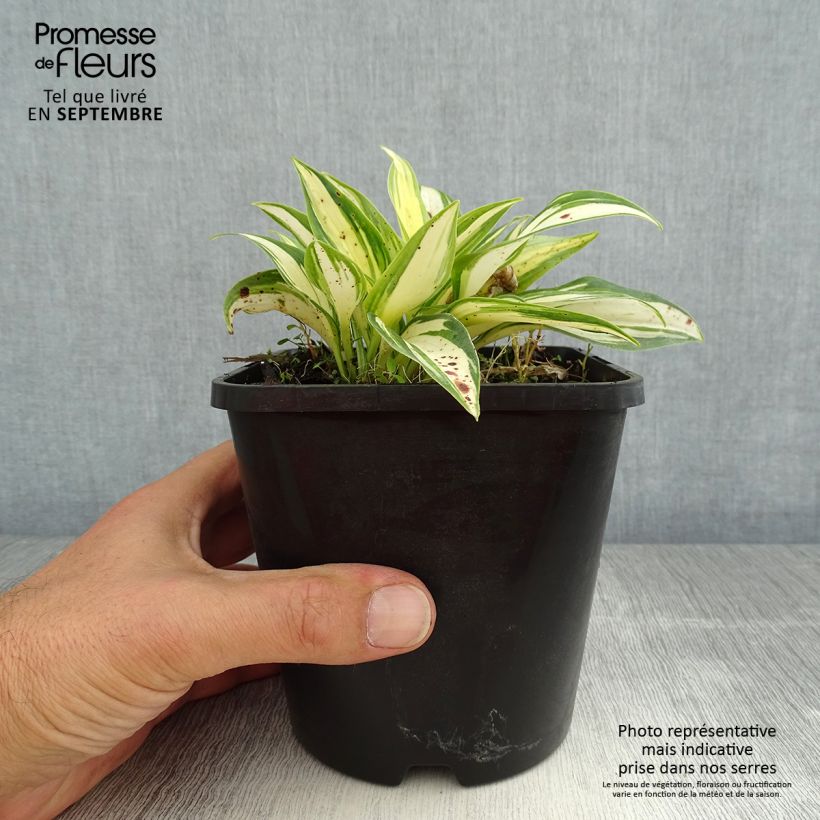 Example of Hosta tardiana June Fever - Garten-Funkie Topf mit 1,5L/2L as you get in ete