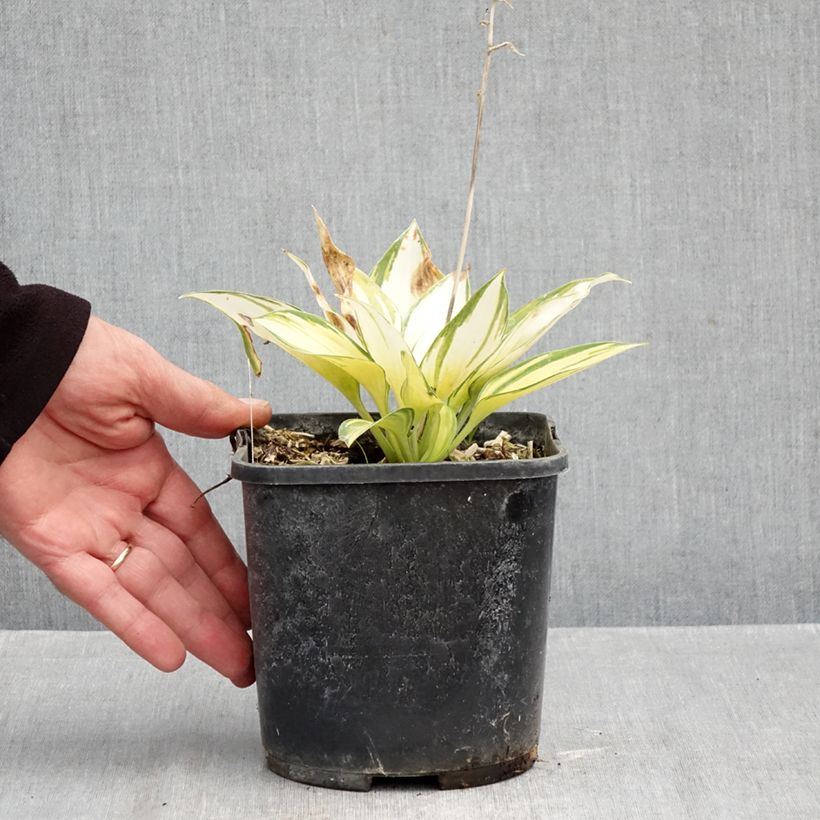 Exemplar von Hosta tardiana June - Garten-Funkie Topf mit 2L/3L wie im Herbst geliefert