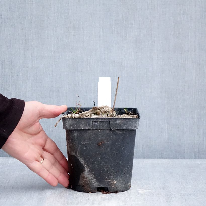 Exemplar von Hosta tardiana June - Garten-Funkie Topf mit 2L/3L wie im Winter geliefert