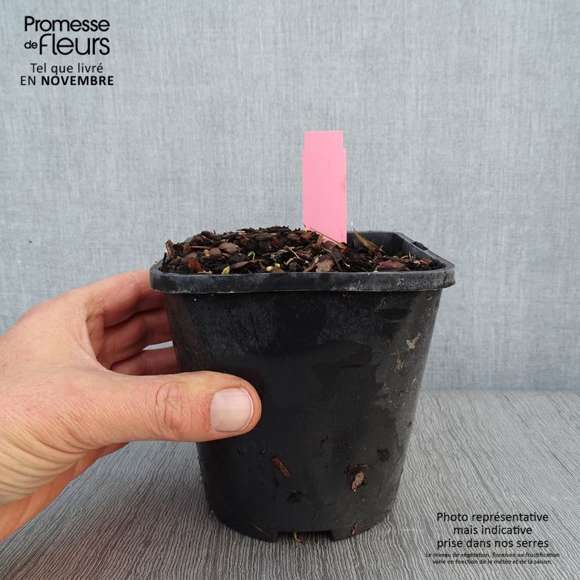 Example of Hosta Jurassic Park - Garten-Funkie Topf mit 1,5L/2L as you get in automne