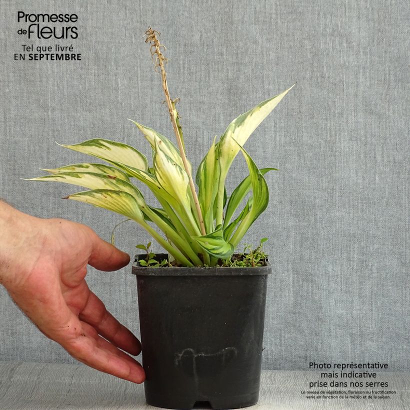 Example of Hosta Justine - Garten-Funkie Topf mit 1,5L/2L as you get in ete