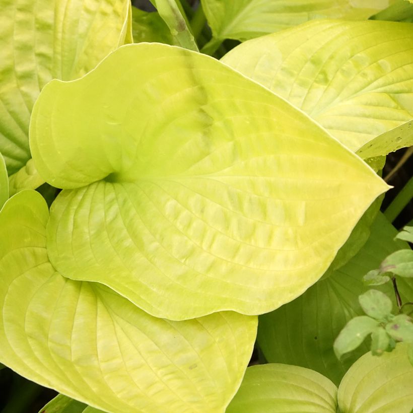 Hosta Ki Ren Jyaku - Garten-Funkie (Foliage)