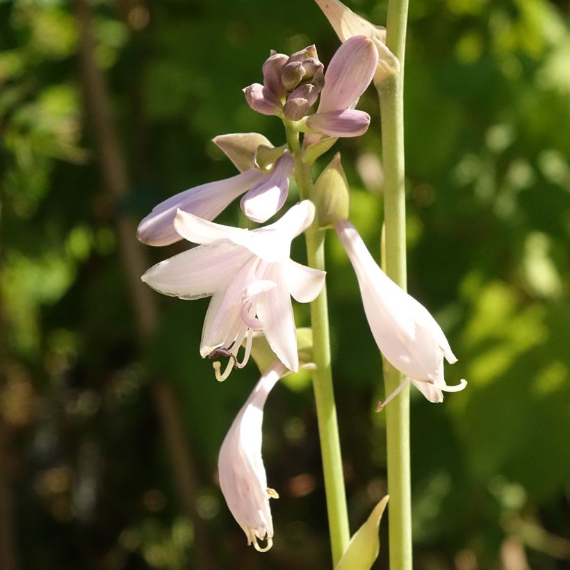 Hosta Ki Ren Jyaku - Garten-Funkie (Flowering)