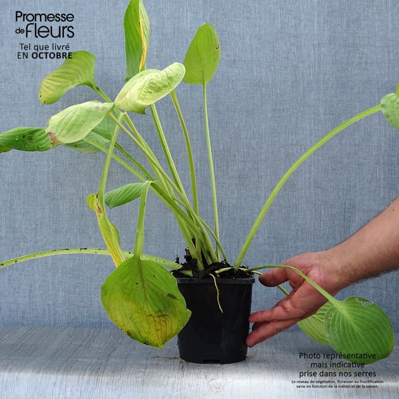 Exemplar von Hosta Ki Ren Jyaku - Garten-Funkie Topf mit 1,5L/2L wie im Herbst geliefert