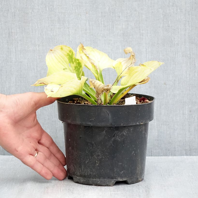 Exemplar von Hosta Ki Ren Jyaku - Garten-Funkie Topf mit 1,5L/2L wie im Herbst geliefert