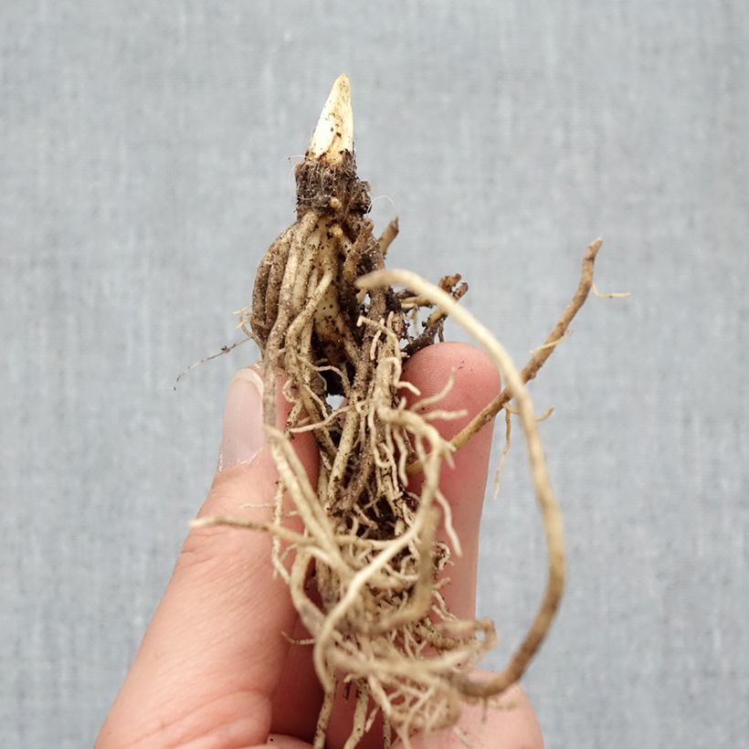 Example of Hosta Ki Ren Jyaku - Garten-Funkie Wurzelnackt as you get in hiver
