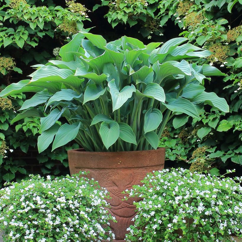 Hosta nigrescens Krossa Regal - Garten-Funkie (Plant habit)
