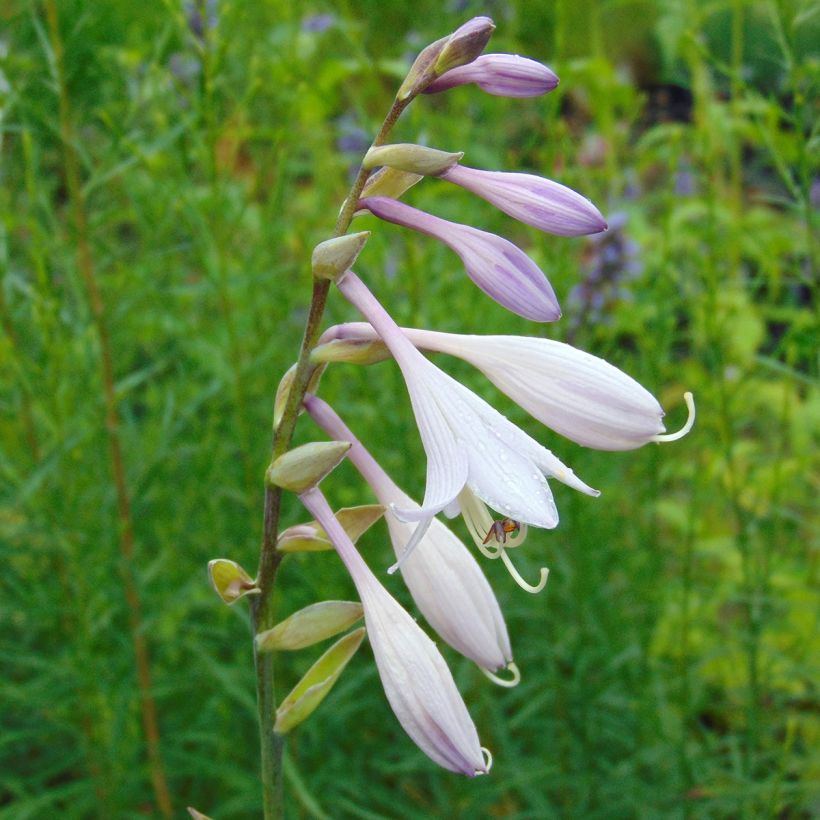 Hosta nigrescens Krossa Regal - Garten-Funkie (Flowering)