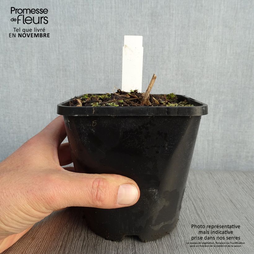 Example of Hosta Lady in Red - Garten-Funkie Topf mit 1,5L/2L as you get in automne