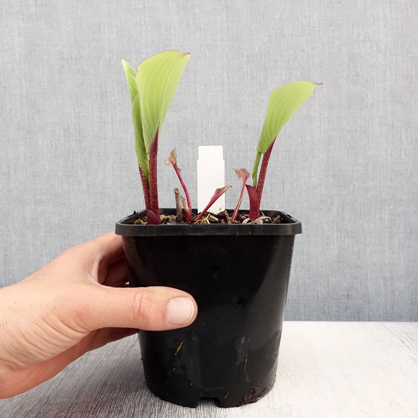 Exemplar von Hosta Lady in Red - Garten-Funkie Topf mit 1,5L/2L wie im Frühjahr geliefert
