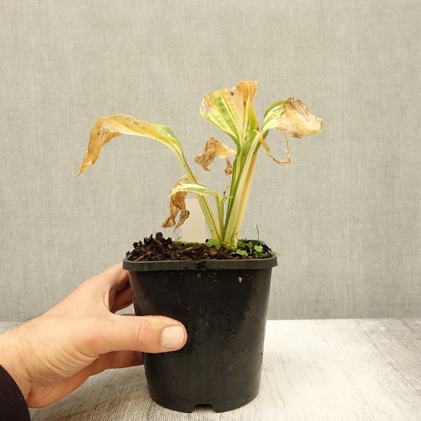 Example of Hosta Lakeside Paisley Print - Garten-Funkie Topf mit 1,5L/2L as you get in automne