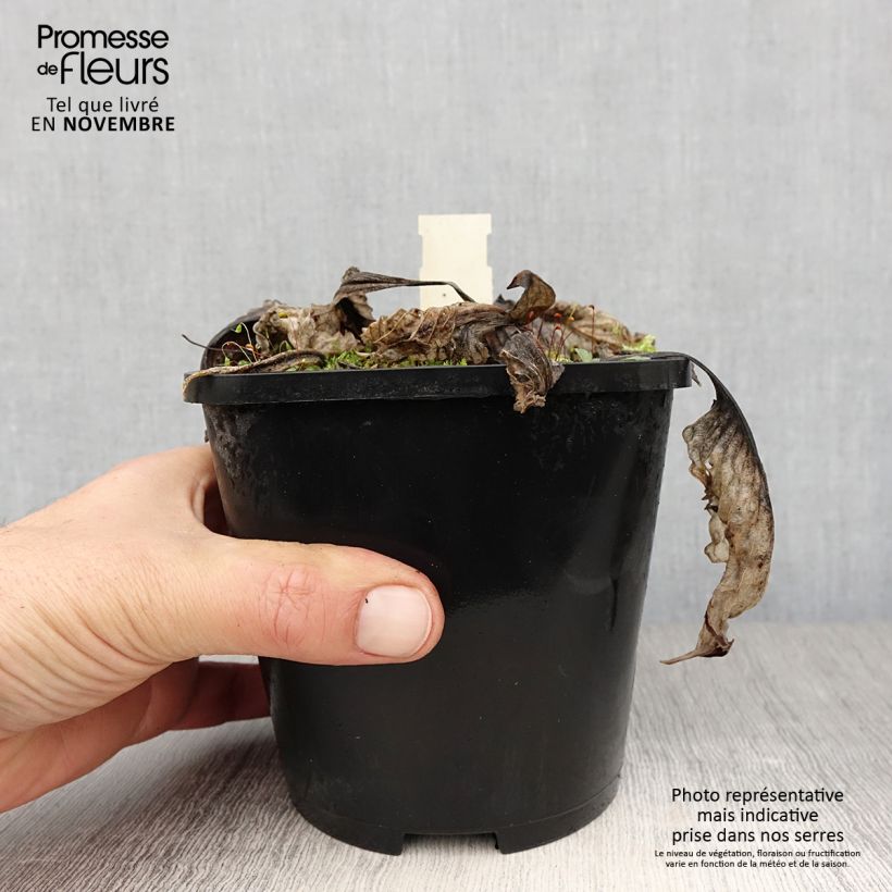 Example of Hosta Lakeside Prophecy Fulfilled - Garten-Funkie Topf mit 1,5L/2L as you get in automne