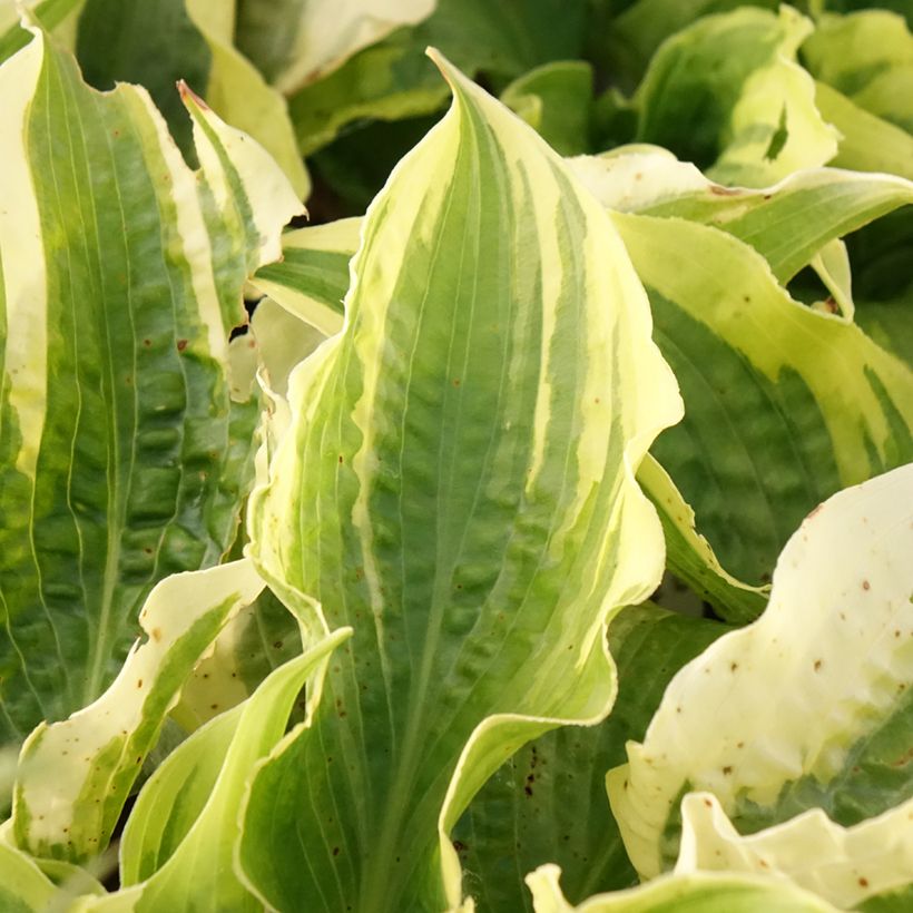 Hosta Lakeside Prophecy Fulfilled - Garten-Funkie (Foliage)