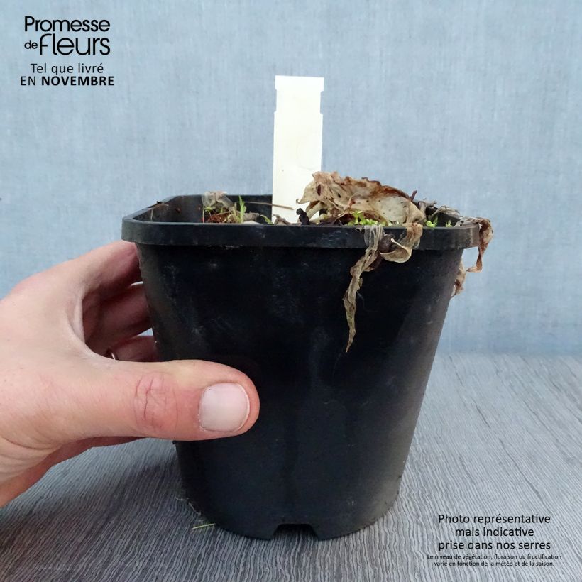 Example of Hosta Let's Twist Again - Garten-Funkie Topf mit 1,5L/2L as you get in automne