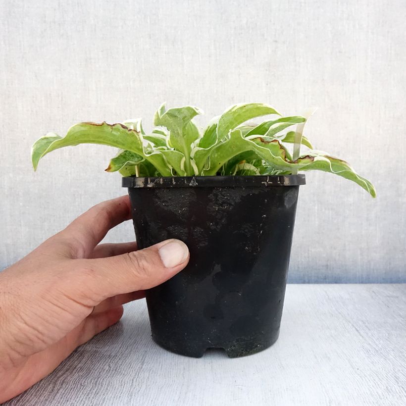 Exemplar von Hosta Let's Twist Again - Garten-Funkie Topf mit 1,5L/2L wie im Sommer geliefert